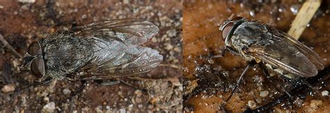 The ideal ceramic for every space of your home or project. Green Bottle Flies | The Michigan Nature Guy's Blog