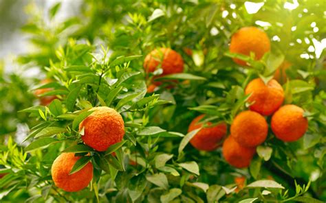 Wallpaper Leaves Food Orange Fruit Citrus Evergreen Flower