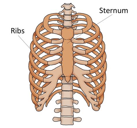 Nov 13, 2020 · gross anatomy. Sternum Pain ( Breast Bone Pain ) - Causes and Treatment
