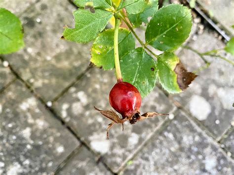 Fotd 31st October 2021 Rose Hip Chronicles Of An Anglo Swiss