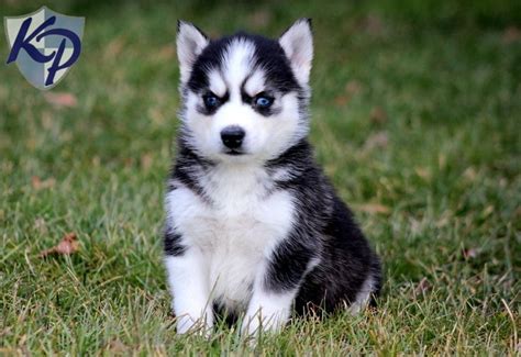 Browse siberian husky breeders in pa, indiana, new york and ohio. 72 best Pomsky Breeders images on Pinterest | Pomsky ...