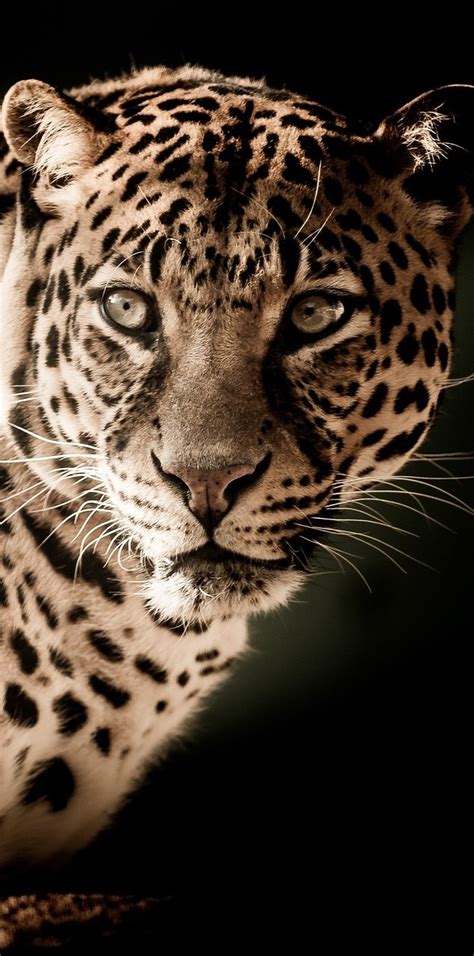A Leopard Portrait About Wild Animals