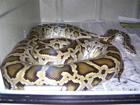 Burmese Python Enclosure