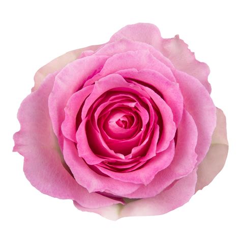 Ecuadorian Rose Sweet Unique The Queens Flowers
