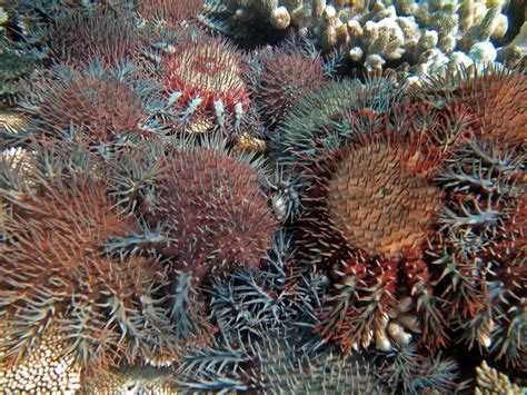 Bounty Called For On Deadly Crown Of Thorns Starfish