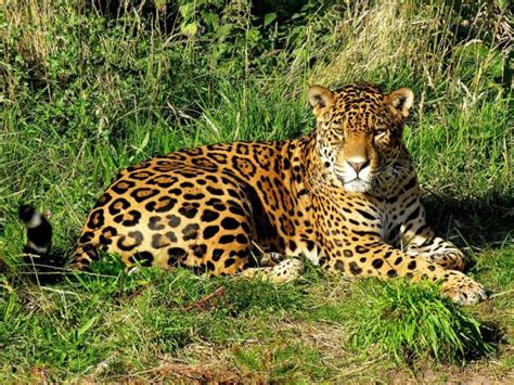 Jaguar Panthera Onca Mammal