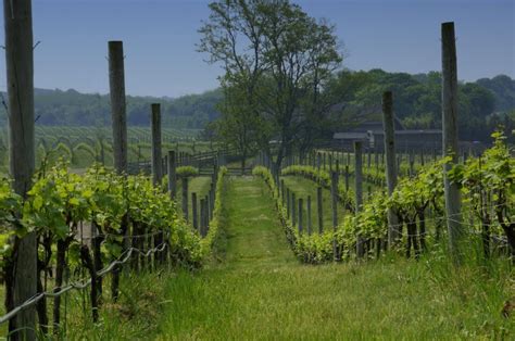 7 Most Beautiful Vineyards On Long Island With Map And Photos