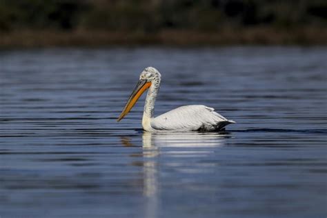 Albanias Pelicans Return To Their Lagoon Kingdom Parks Dinarides