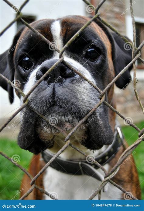 The Dog Behind The Fence Stock Photo Image Of Brown 104847678