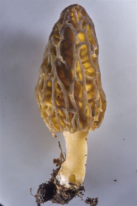 Morel (Morchella esculenta) - mushrooms of Russia