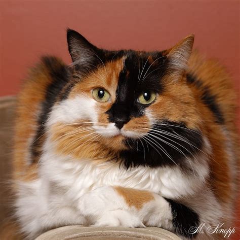 Found On Bing From Beautiful Cats Calico Cat Cute Cats