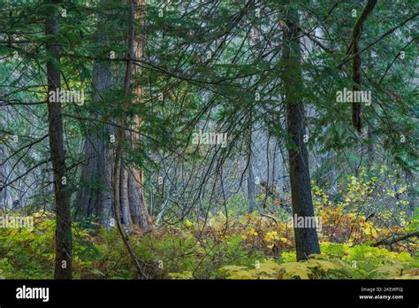 Settlers Grove Of Ancient Cedars Is A North Idaho Forest With Trees