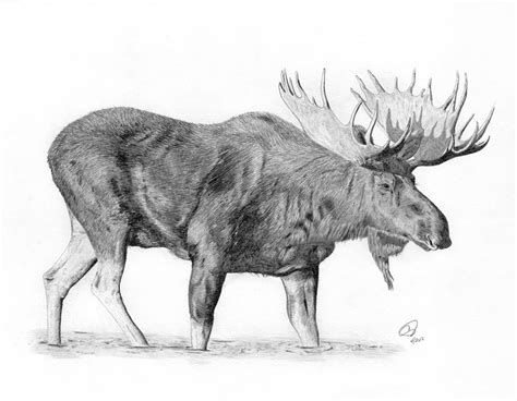 Moose Drawing Pencil Sketch Colorful Realistic Art Images Drawing