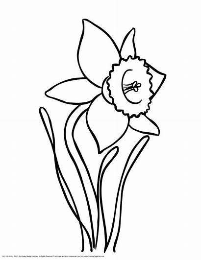 Daffodil Daffodils Clipart Clip Coloring Pages Drawing