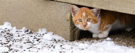 How You Can Keep Community Cats Safe During Dangerous Winters Meowingtons