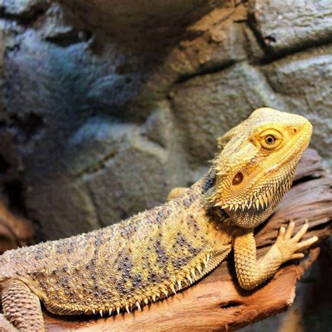 7 Best Lizards To Have As A Pet Four Paw Square