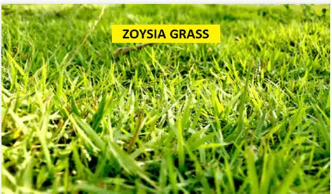 Types Of Zoysia Grass