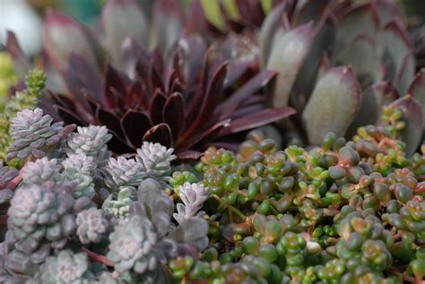 Sedums Huge Variety Of Succulents That Love Sun And Dry Conditions