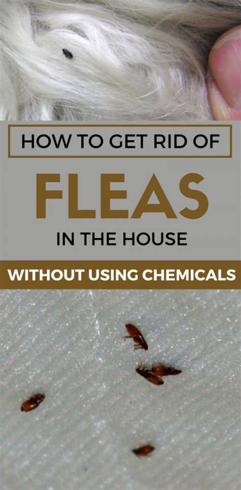 How To Get Rid Of Fleas In The House Without Using Chemicals
