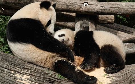 The Animal Blog — Giant Panda Yang Yang And Her Cub Fu Hu Meaning