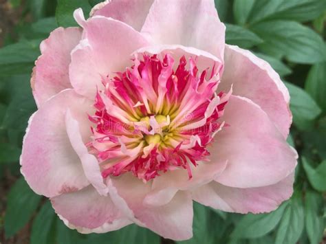 White Peony With Pink Center Bloom Stock Image Image Of Flowers