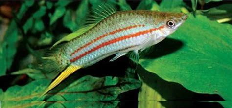 Top 10 Common Swordtail Fish Types Amazing Facts