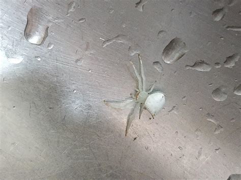 Id Request Small White Spider Mayapur West Bengal India Rspiders
