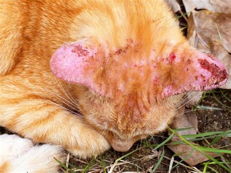 Ringworm In Dogs And Cats Symptoms And Treatment Bow Wow Meow