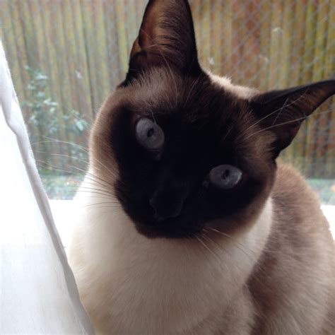 Lost Cat Chocolate Point Siamese Cat Called Mellow Oxford Area