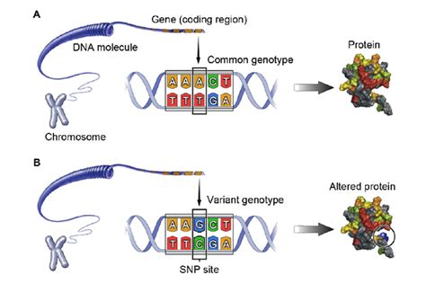 Single Nucleotide Polymorphisms SNPs Genotyping In Plant