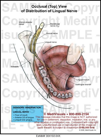 Medivisuals Occlusal Top View Of Distribution Of Lingual Nerve Medical Illustration
