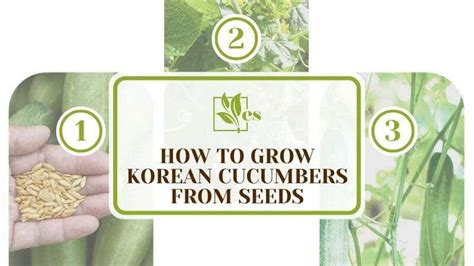 How To Grow Korean Cucumbers From Seeds Evergreen Seeds