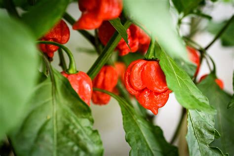 Everything You Need To Know About Trinidad Moruga Scorpion Peppers Ghost Scream Hot Sauce