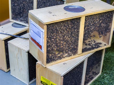 How To Buy Package Bees Beebuilt
