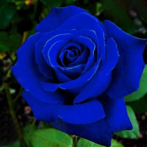 Achidistviq 50pcs Rare Blue Rose Seeds For Garden Yard Outdoor Planting