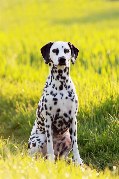 Dalmatian Dog Sitting In Meadow Stock Photo Image Of Grass White