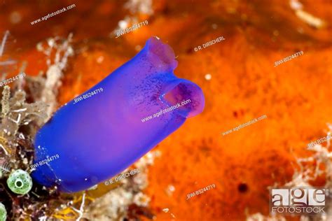Blue Light Bulb Sea Squirt Clavelina Caerulea Blue Tunicate Rhopalaea Morph Blue Indonesia
