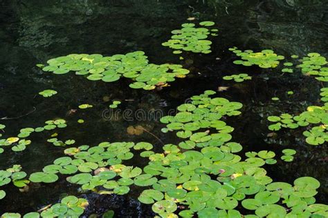 Green Lily Pads With Leaves In Water Stock Image Image Of Frame