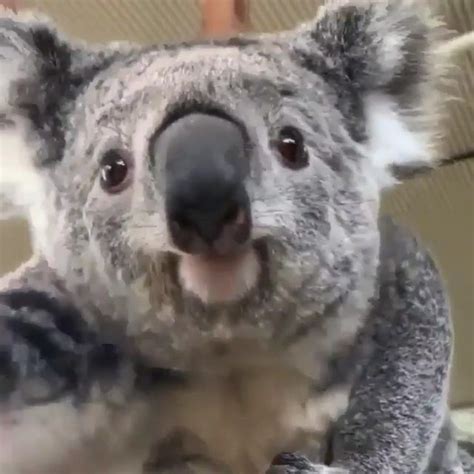 Koalas Instagram Video “curious Baby Koala🐨🐨 Credit Unknow Please