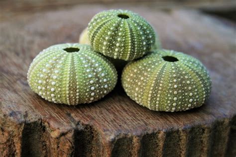 A Few Sea Urchin Shells Free Stock Photo Public Domain Pictures