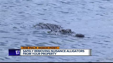 Concerned About A Nuisance Gator Heres What To Do