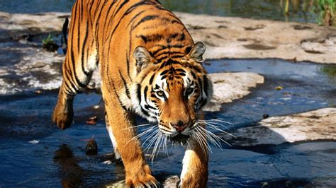 Here are listed 11 tiger hd wallpapers. Tiger HD Wallpaper ~ LatestWallpaper99