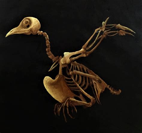 Bird Skeleton By Hobbscotch On Deviantart