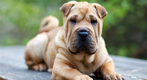Descubre Las Razas De Perros Con Arrugas El Sumario