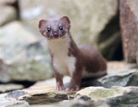 Weasels Feisty And Fearless Bbc2 What To Watch