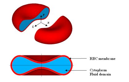 Structure and function of blood these pictures of this page are about:structure of rbc. Fluid-structure Interaction Analysis of Red Blood Cell ...