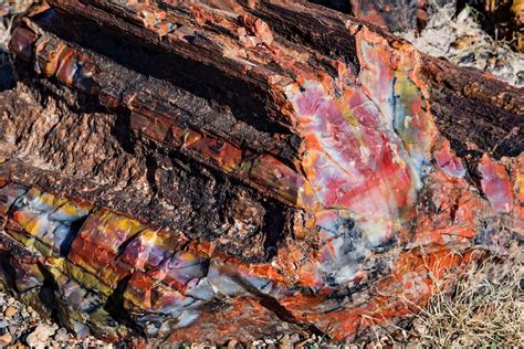 Colorful 225 Million Year Old Fossils Are Just One Highlight Of This