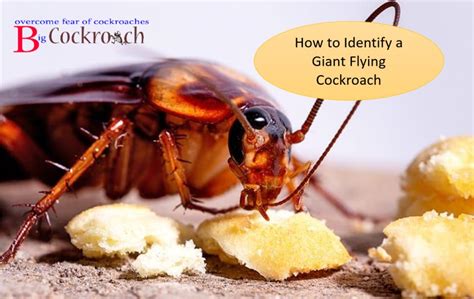 How To Identify A Giant Flying Cockroach Physical Characteristics And Behavior Overcome Fear