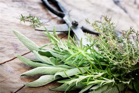 Harvesting Herbs Right Time And Tips For Harvesting