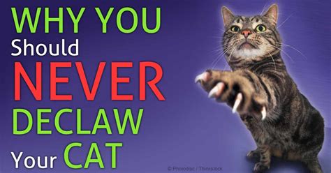 Avoid cats and their dander. Declawing: The Routine Procedure That Owners Still Request